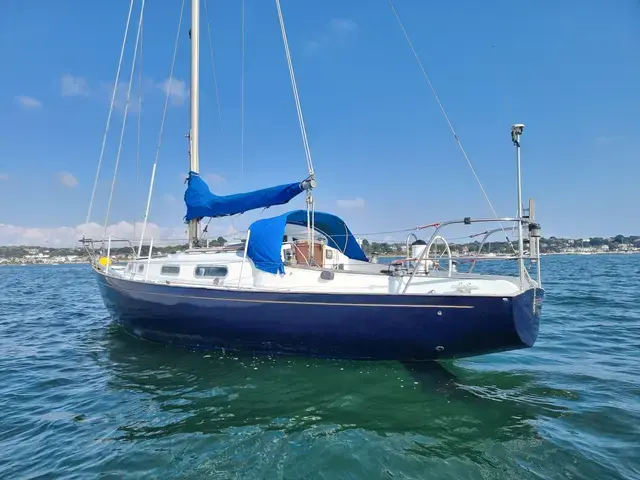 Dolphin Seeker 31