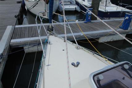 Contessa 33