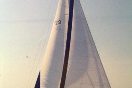 Maxi Yachts 38+