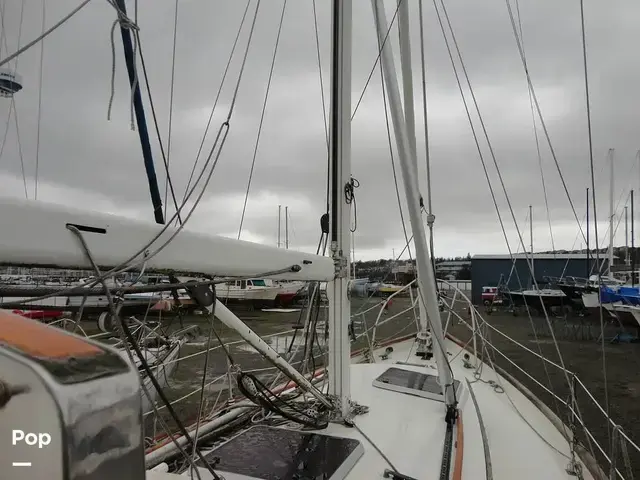 Rafiki 37 Cutter