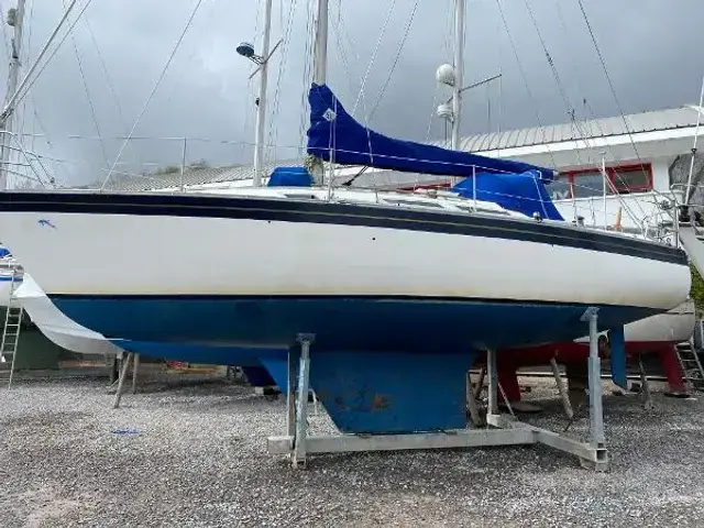 Dolphin 31