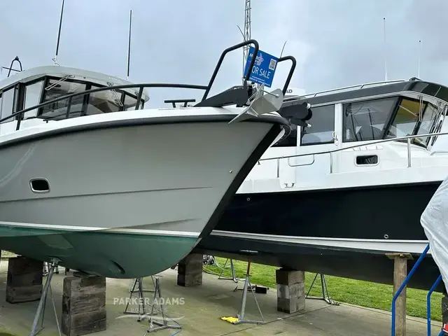 Sargo 31