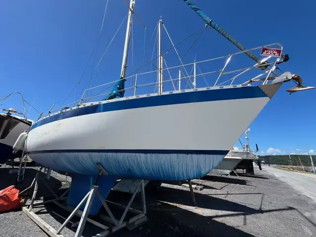 Dolphin 31