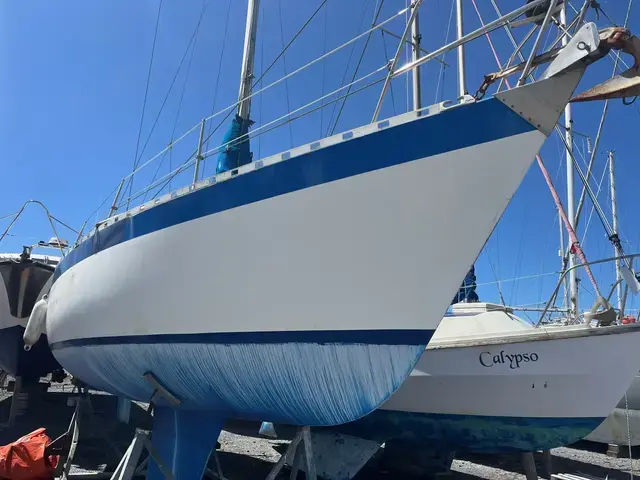 Dolphin 31