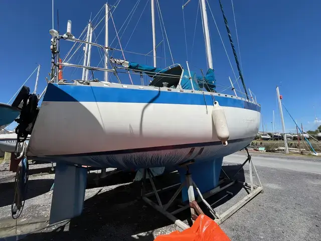 Dolphin 31