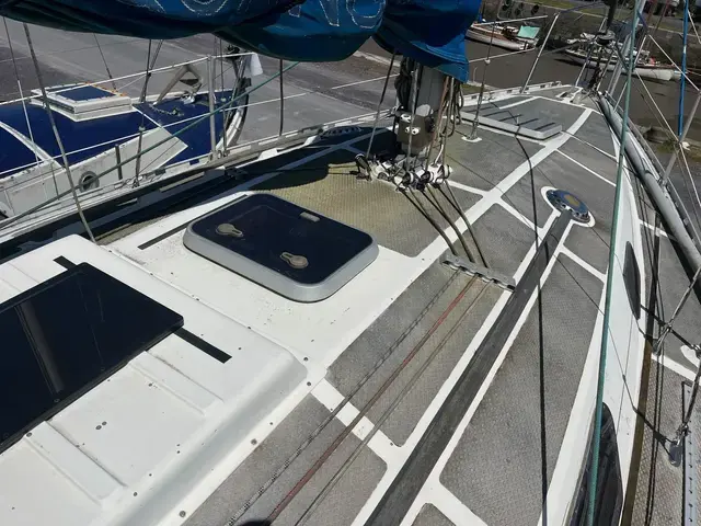 Dolphin 31