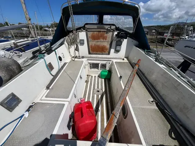 Dolphin 31