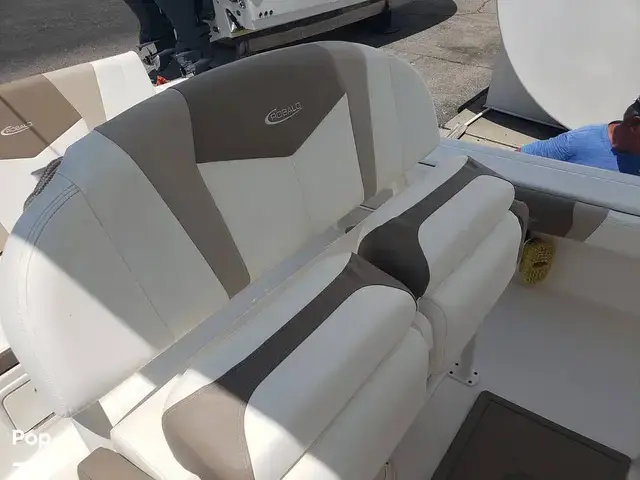 Robalo 246 Cayman