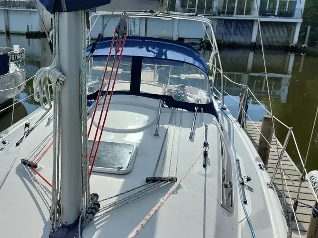 Hunter Legend 31