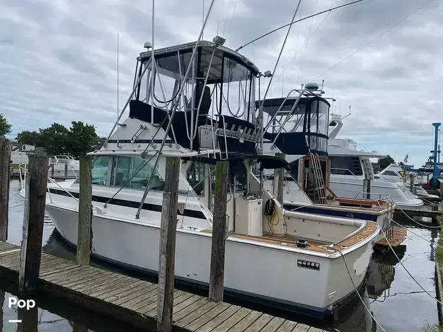 Bertram 35 Sportfish