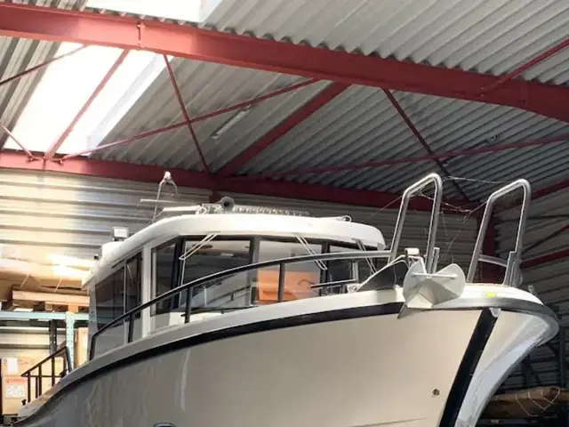 Sargo 31