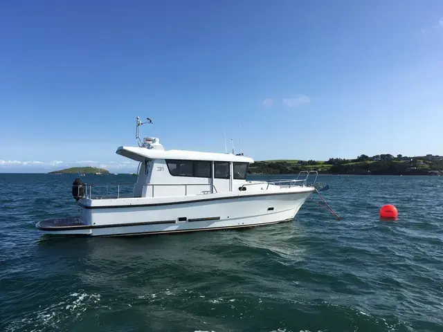 Sargo 31