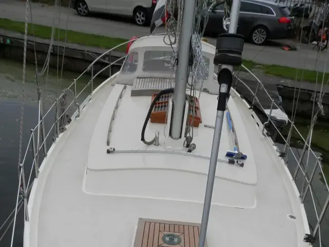 Danish Rose 31