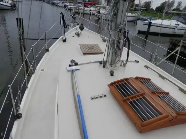 Danish Rose 31