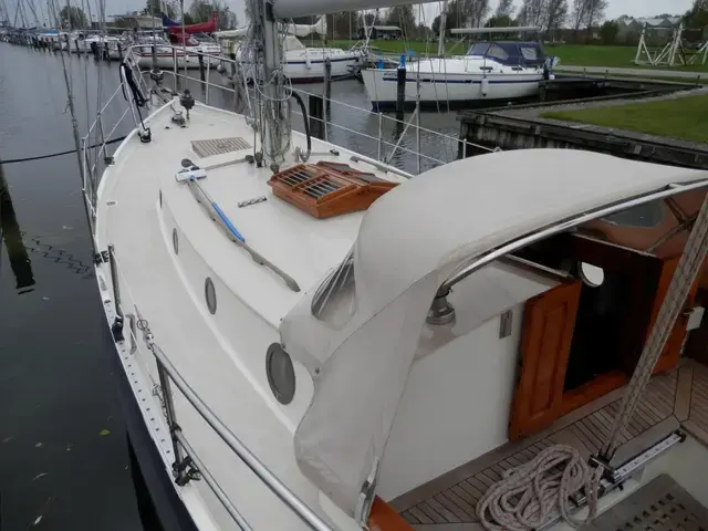 Danish Rose 31