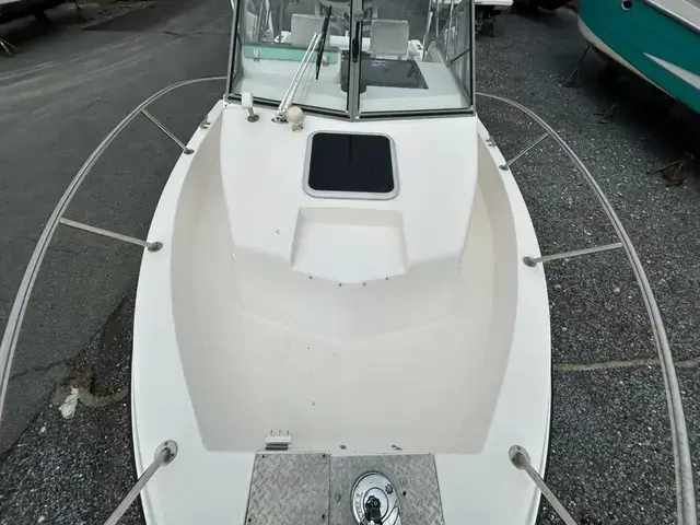 Robalo 24