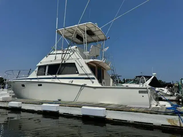 Bertram 38