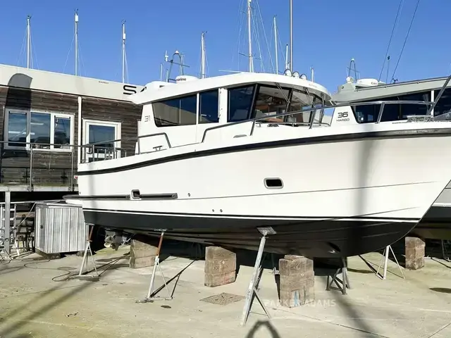 Sargo 31