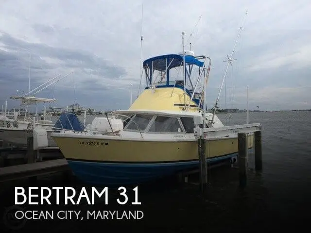 Bertram 31